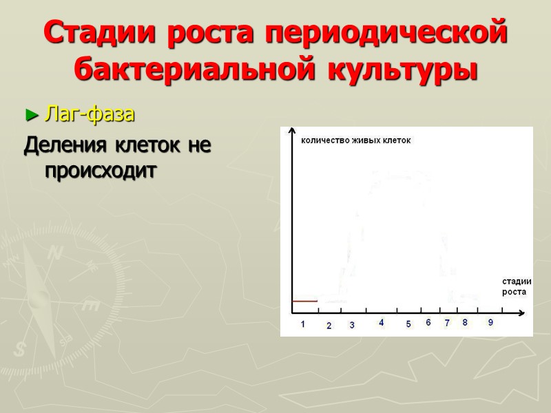 Стадии роста периодической бактериальной культуры Лаг-фаза Деления клеток не происходит